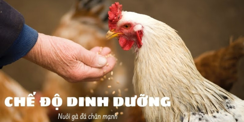 Cách nuôi gà đá chân mạnh cần chú trọng vấn đề dinh dưỡng