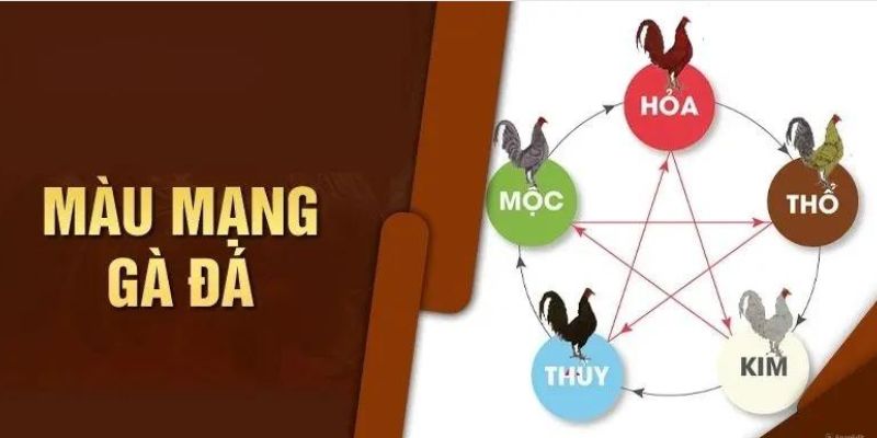 Màu mạng gà đá có nguồn gốc từ đâu?