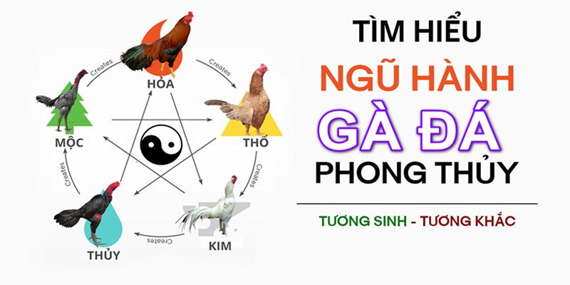 Tìm hiểu chi tiết về màu mạng gà đá